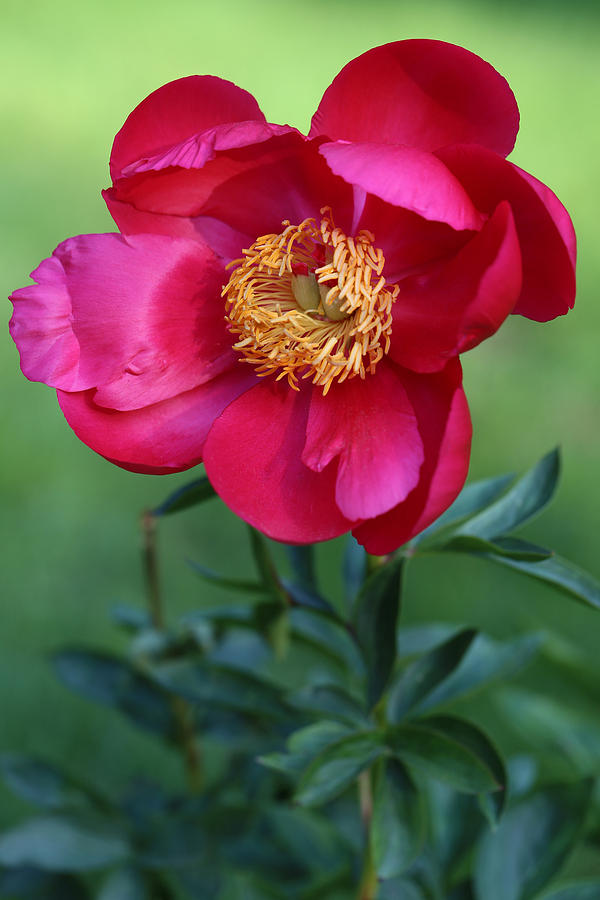 Unforgettable Peony Photograph by Tammy Pool