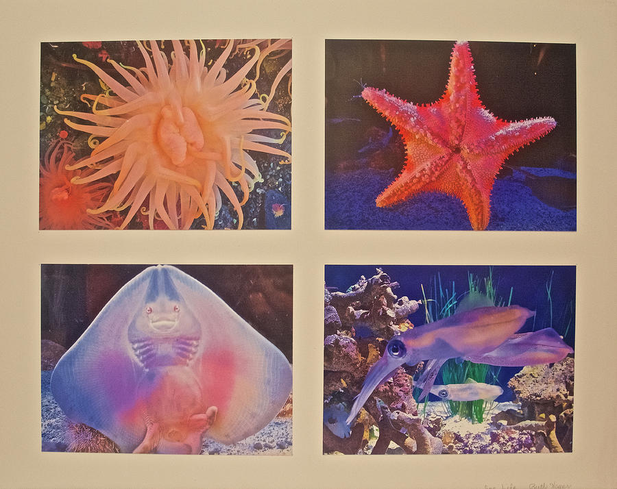 Unframed Sea Life photo assemblage, Photograph by Ruth Hager