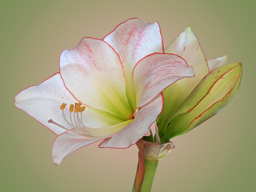 Unfurling Beauty - White Amaryllis With Red Trim Photograph by Gill Billington