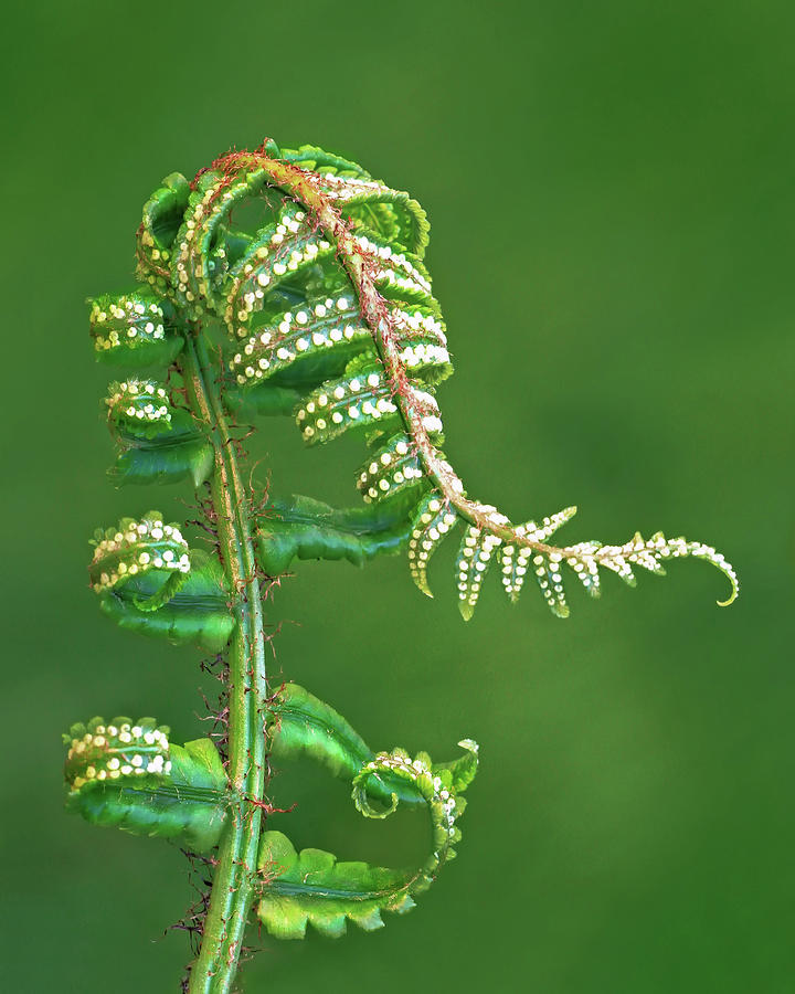 Unfurling fern Photograph by Carolyn Derstine