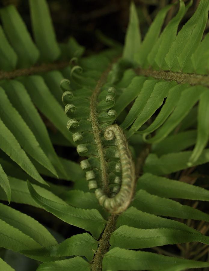 Unfurling Fern  Photograph by Charles Lucas
