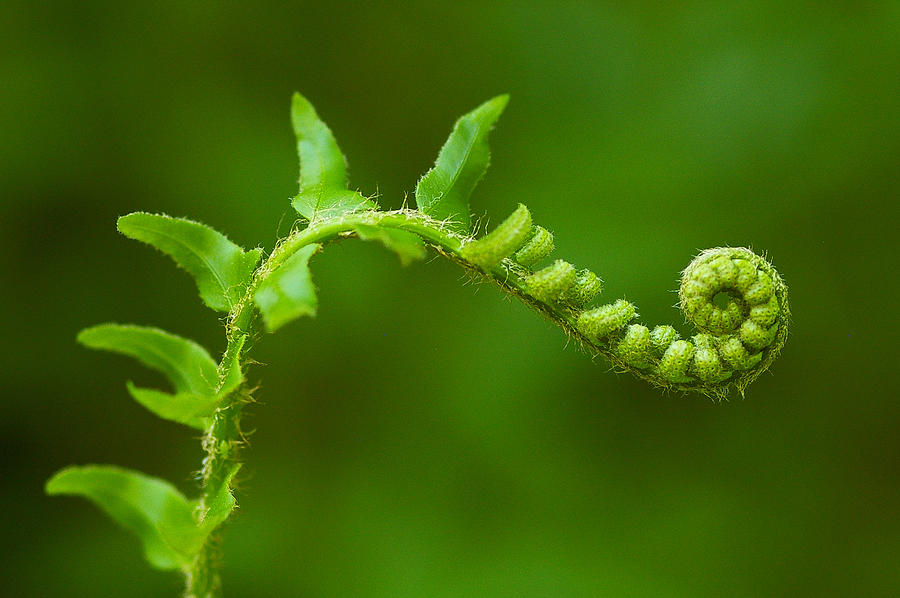 Unfurling fern. Photograph by Ulrich Burkhalter