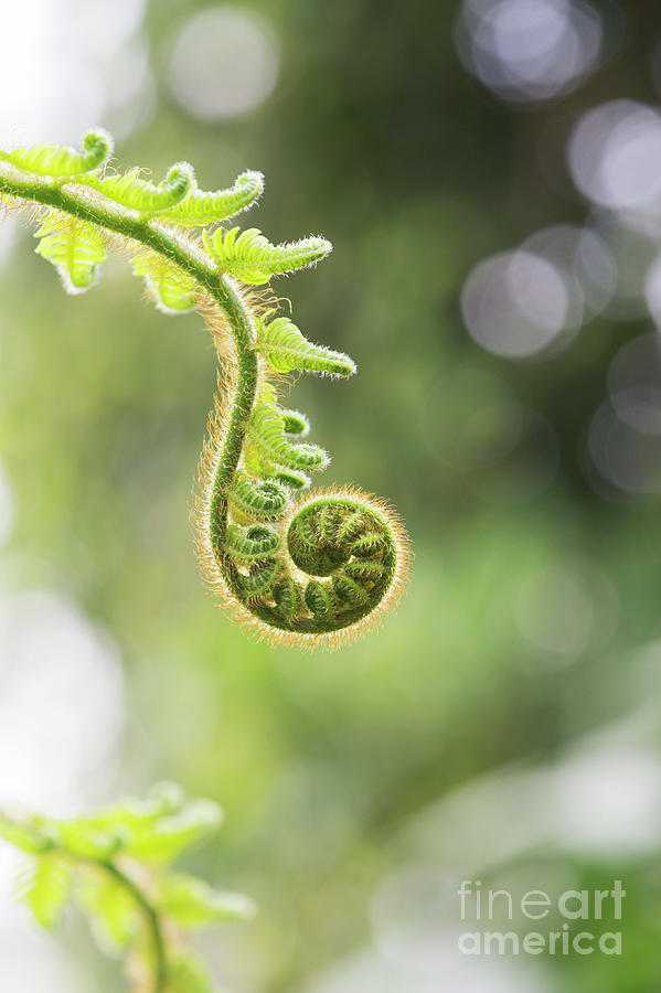 Spring Photograph - Unfurling Frond by Tim Gainey