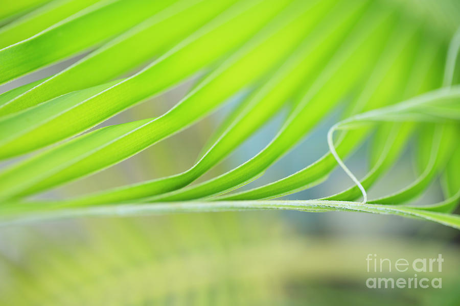 Unfurling Palm Leaf Macro by Charmian Vistaunet Unfurling Palm Leaf Macro by Charmian Vistaunet
