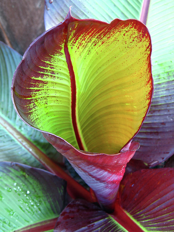 Unfurling Red Banana Leaf Photograph