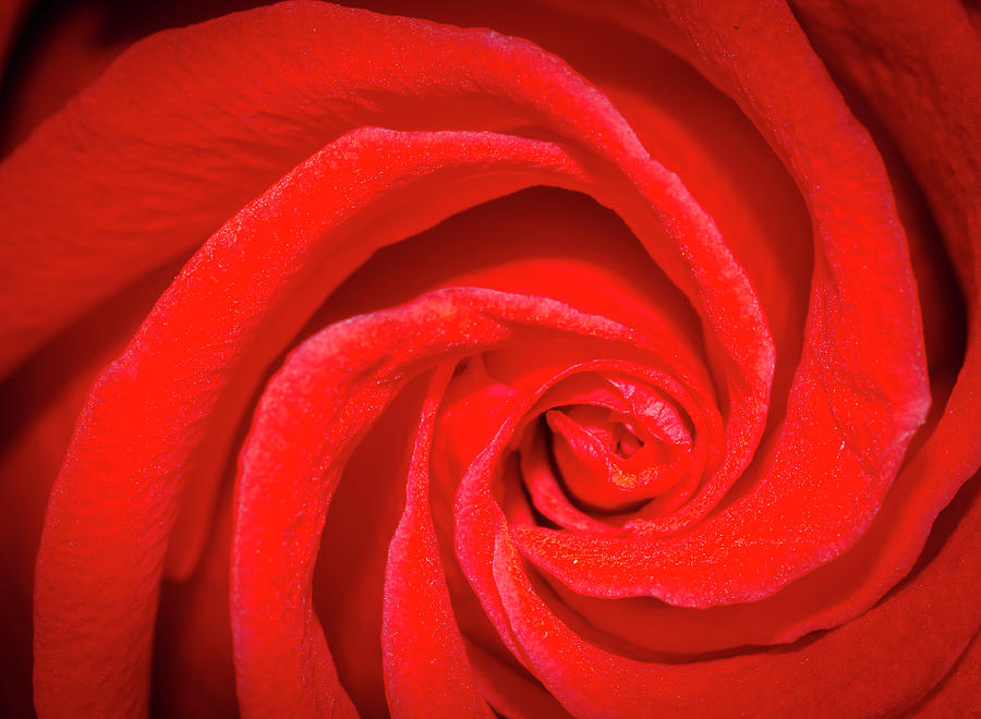 Unfurling Red Rose Photograph by Jean Noren