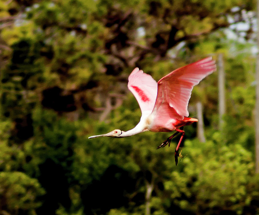 Bird Photograph - Ungainly Flight by Norman Johnson