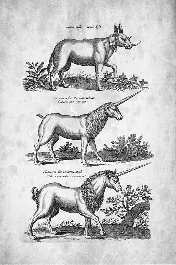 Unicorn Digital Art - Unicorns 03 Historiae Naturalis 1657 by Aged Pixel