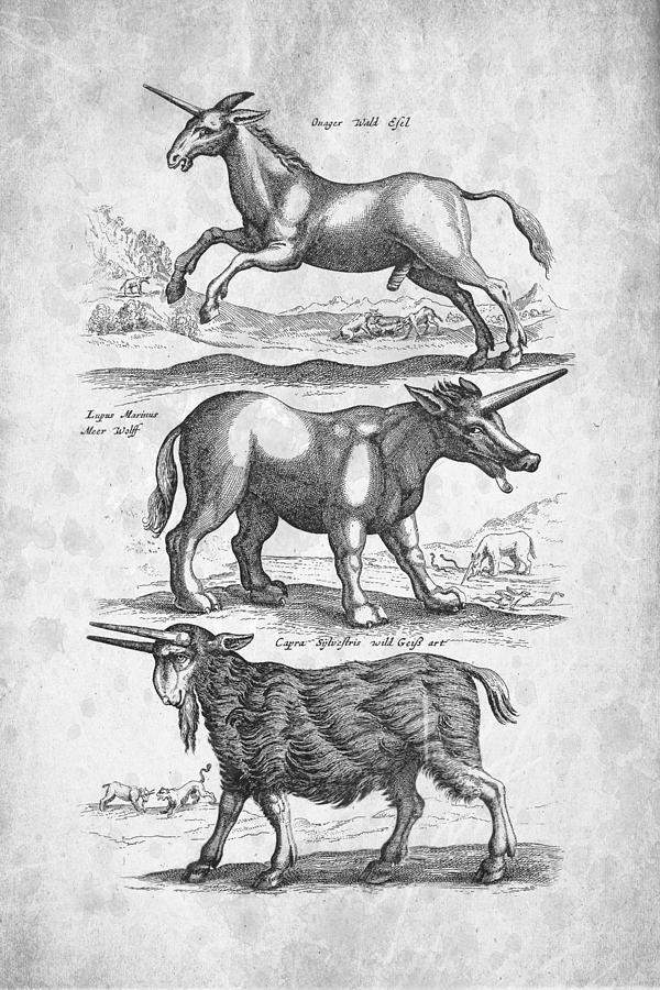 Unicorn Digital Art - Unicorns Historiae Naturalis 1657 by Aged Pixel