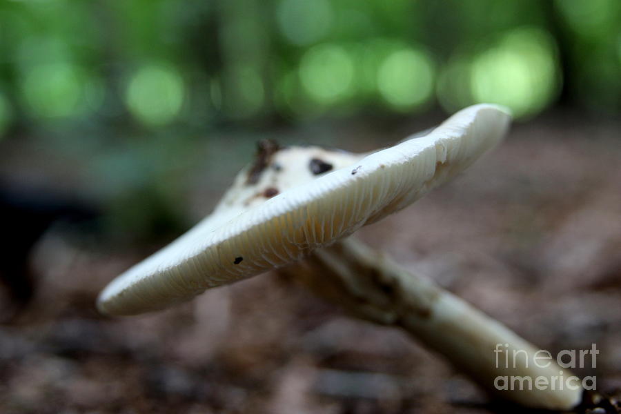 Mushroom Photograph - Unidentified Flying Mushroom  by Neal Eslinger