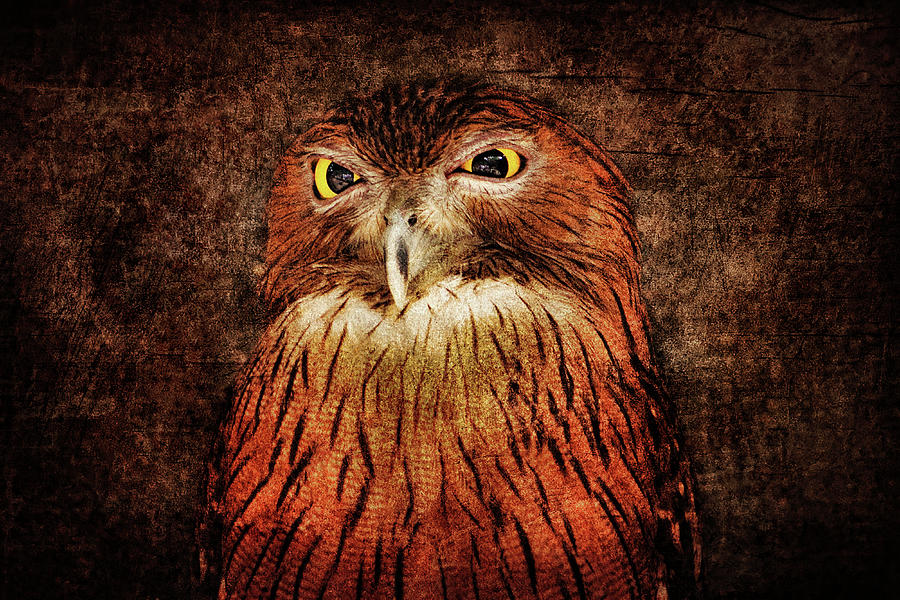 Owl Photograph - Unimpressed by Andrew Paranavitana