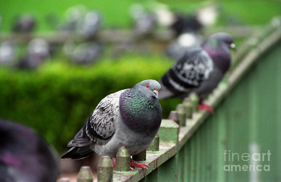 Union Square Pigeons Photograph