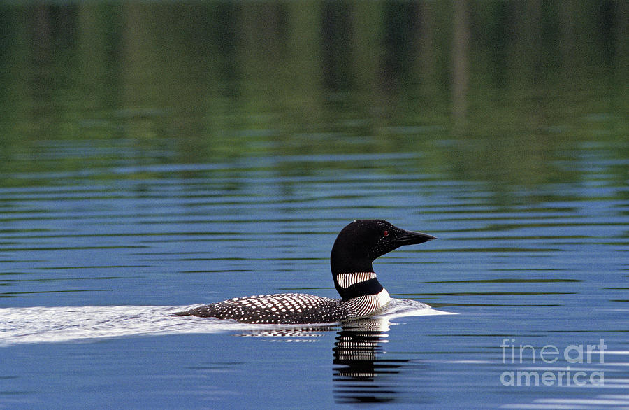 Common loon on Crawford Pond, Union, Maine, USA Photograph by Kevin Shields