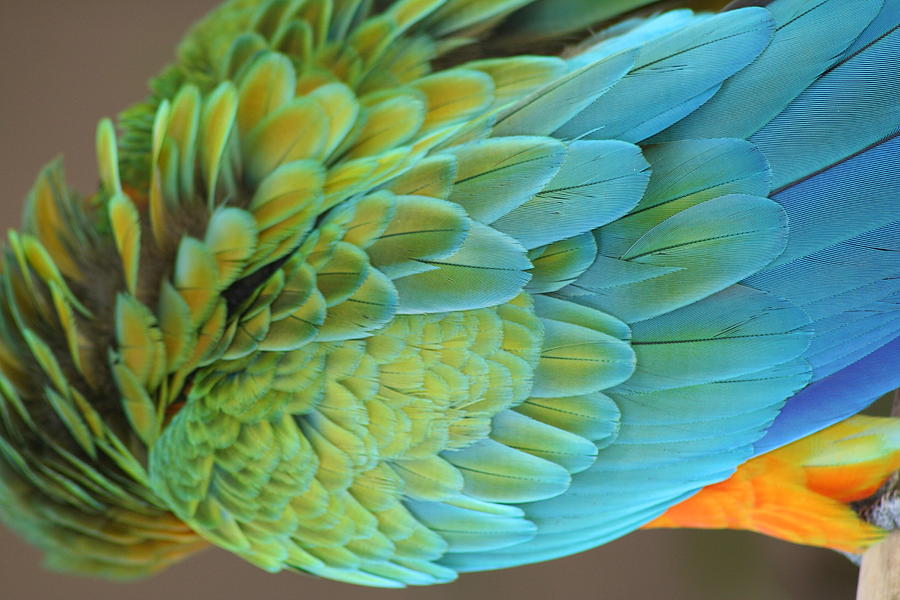 Unique Macaw Photograph by Anita Parker