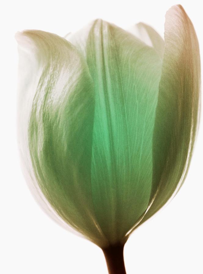 Tulip Photograph - Unique Tulip by The Art Of Marilyn Ridoutt-Greene