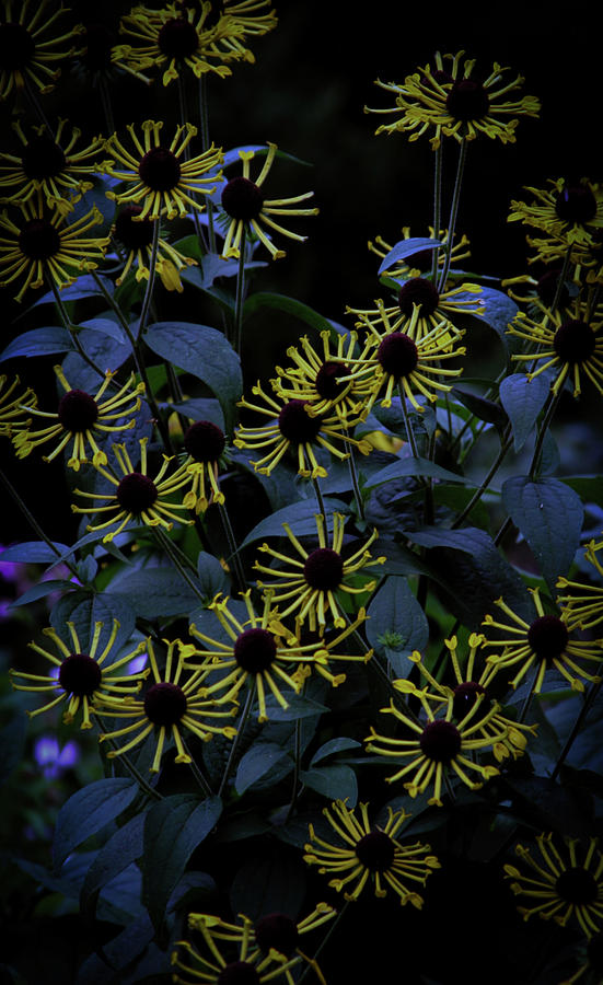 Unique Yellow Blossoms 4873 H_2 Photograph by Steven Ward