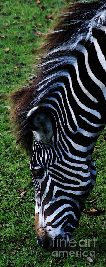 Zebra Photograph - Uniquely Identifiable by Linda Shafer