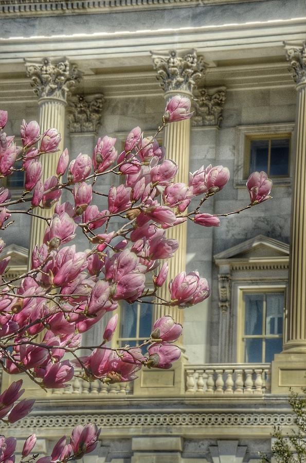 United States Capitol - Magnolia Tree Photograph by Marianna Mills