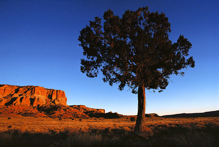 United States, New Mexico, Pine Tree Photograph by Keenpress