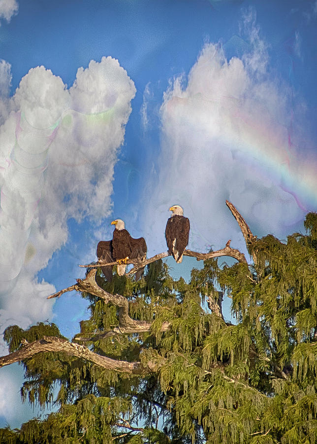 Eagle Photograph - United Under Gods Promise by Judy Hall-Folde