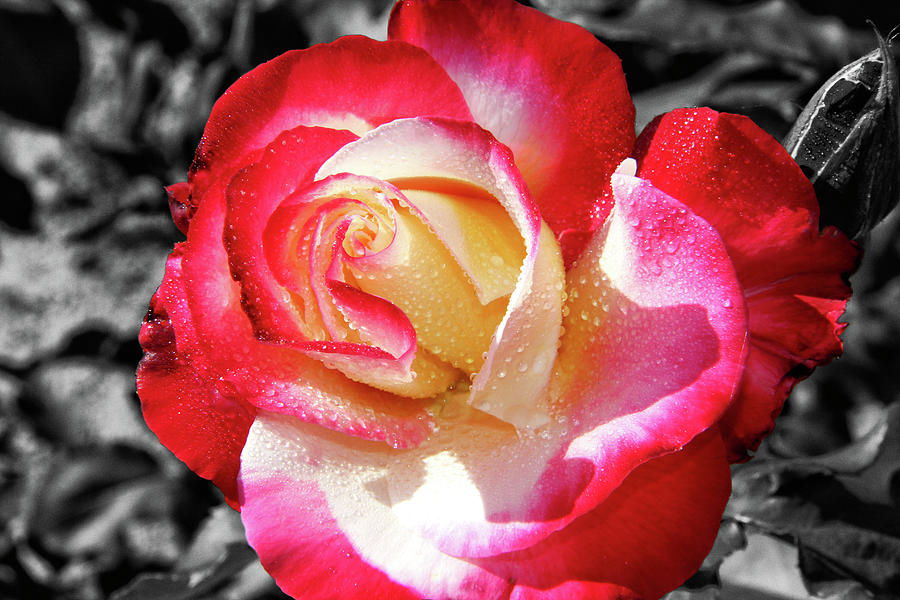 Unity Rose Photograph by Mariola Bitner