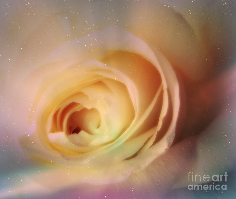 Universal Rose Photograph by Kristine Nora
