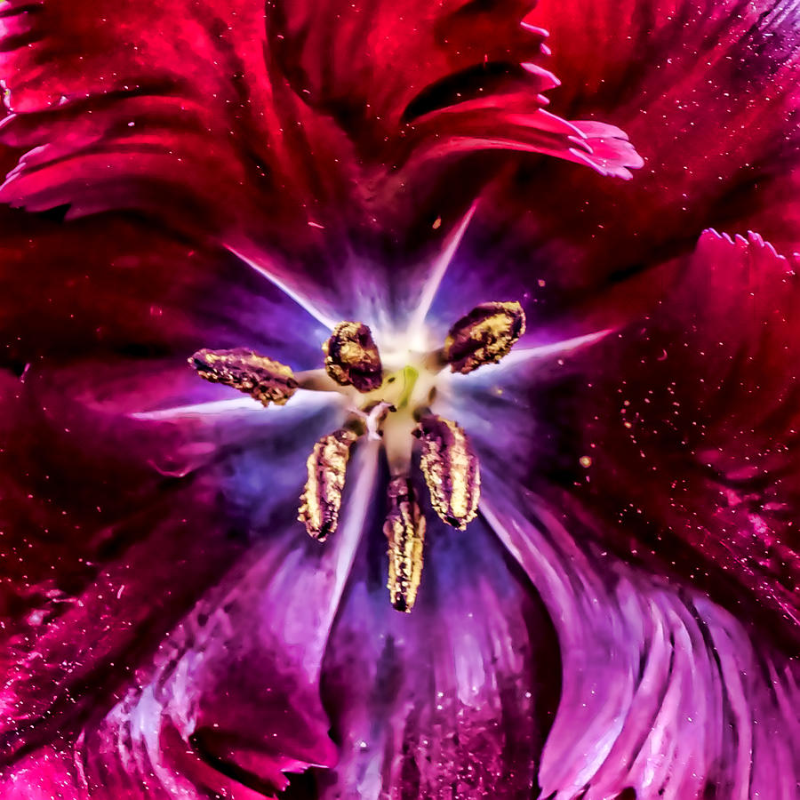 Universe Inside a Flower Photograph by John Haldane