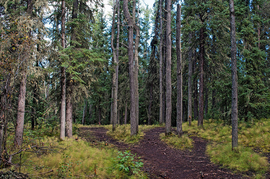 University of Alaska Fairbanks Trail System Photograph by Cathy Mahnke