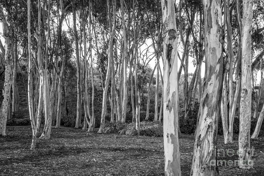 University of California San Diego Landscape Photograph by University ...