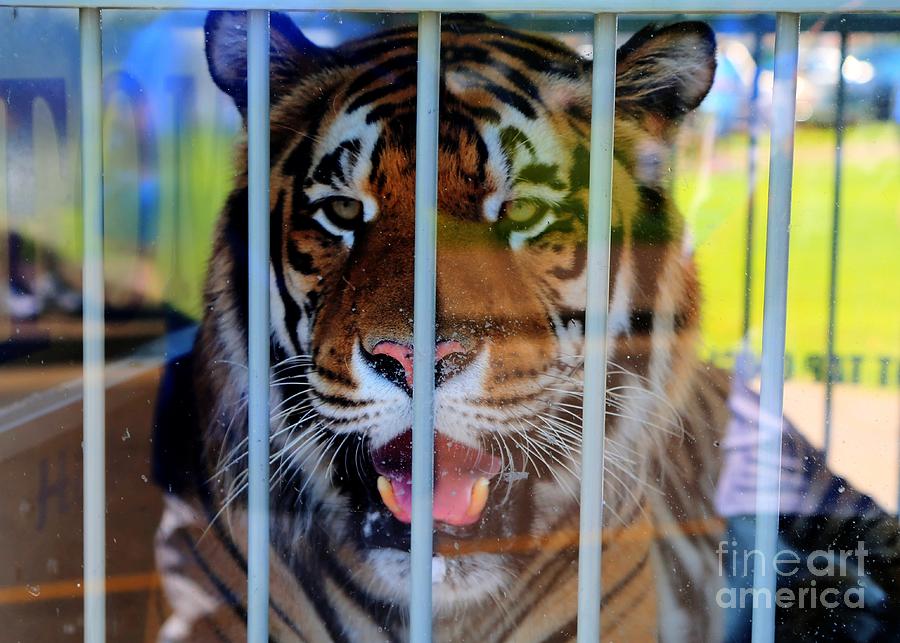 University of Memphis Mascot-Tom the Tiger Photograph by Billy Morris -  Pixels