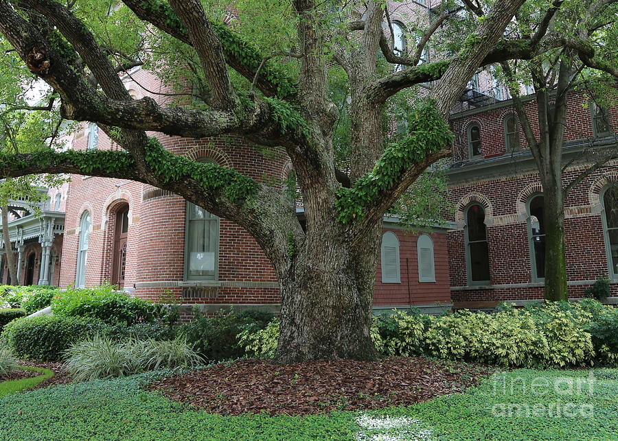 University of Tampa Tree Photograph by Carol Groenen