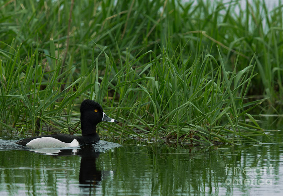 Ring-necked Duck Photograph by Natural Focal Point Photography
