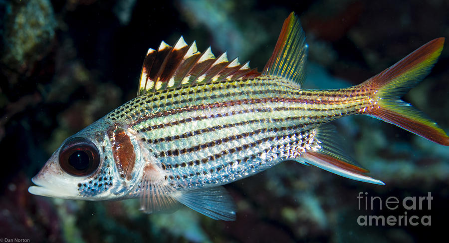 Fish Photograph - UnknownFish2 by Dan Norton