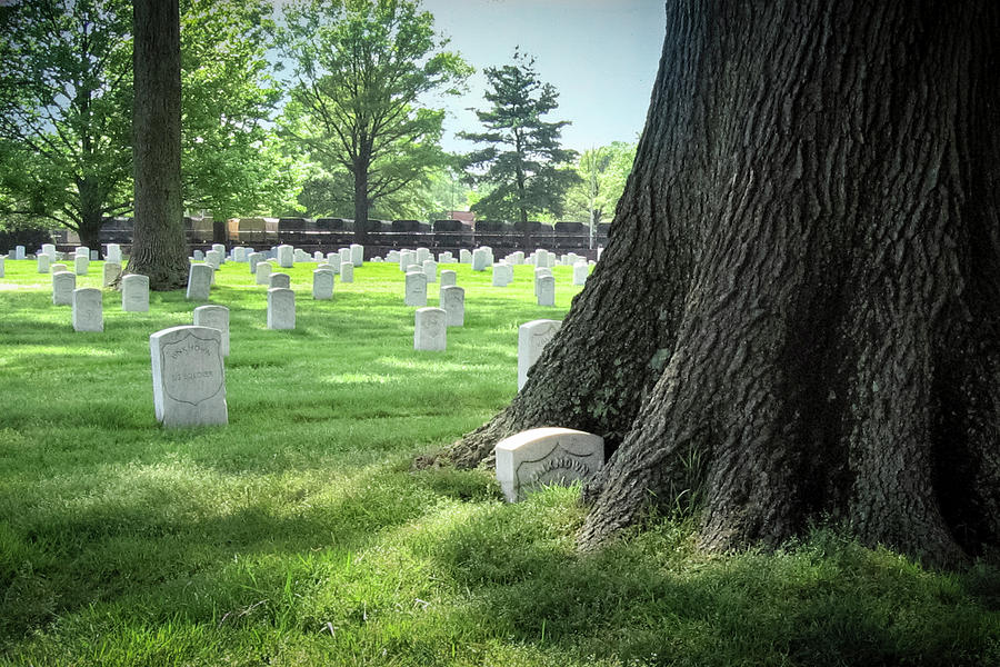 Unkown and Tree at Arlington Cemetery Photograph by Mary Lee Dereske