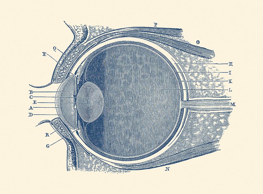 Unlabeled Eye Anatomy Diagram Drawing by Vintage Anatomy Prints