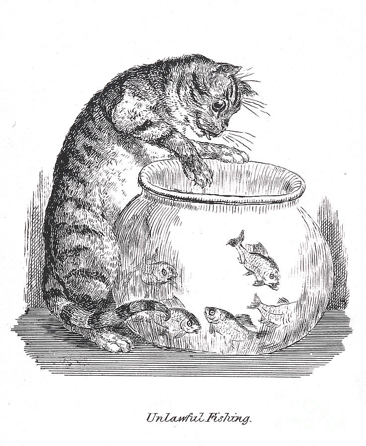 Unlawful Fishing Cat Paws At Goldfish Photograph by Wellcome Images