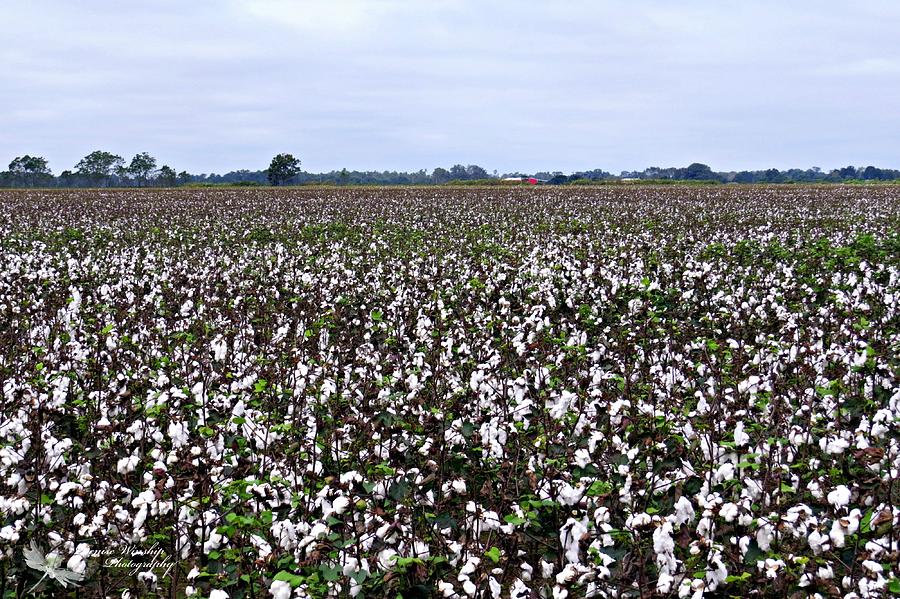 Unlimited Cotton  Photograph by Denise Winship