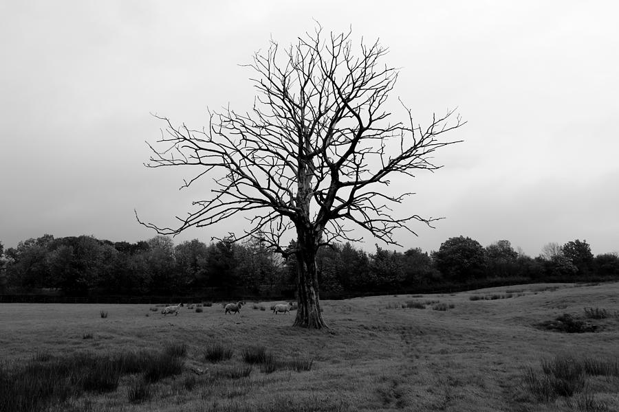 Unlucky tree Photograph by Lukasz Ryszka