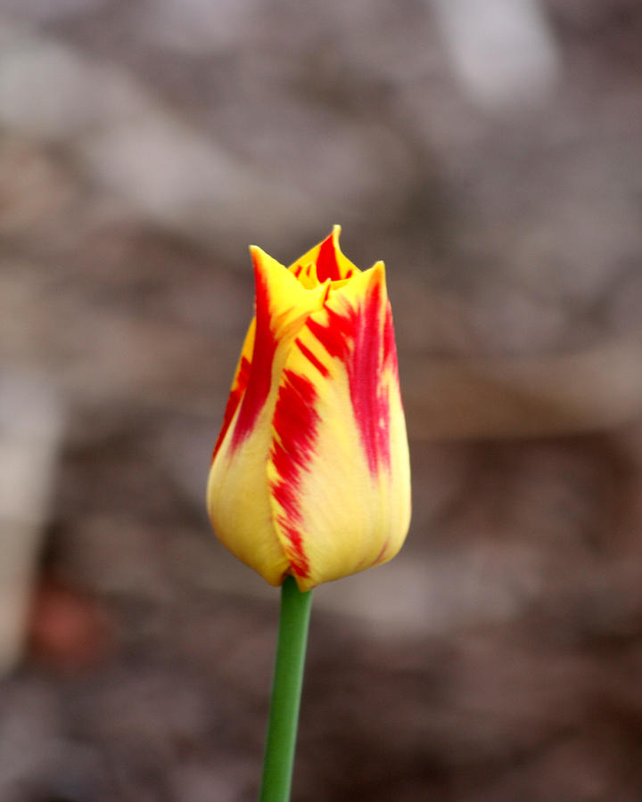 Unopened Tulip Photograph by George Jones