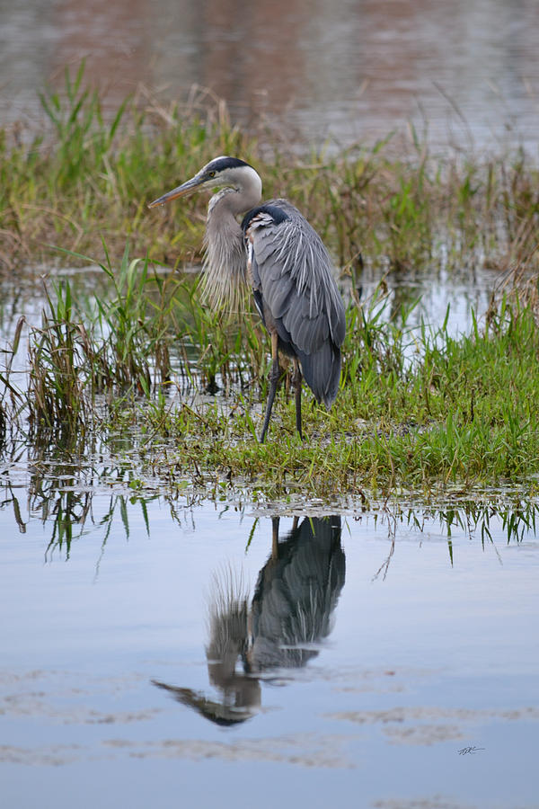 Unperturbed Great Blue Heron - Ardea Herodias Photograph By Rd Erickson