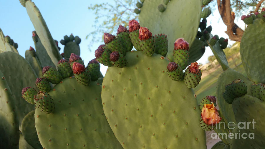 Unprickly Prickly Pear Horizontal Photograph by Heather Kirk