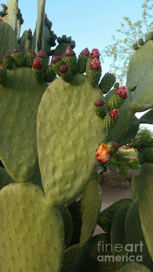 Unprickly Prickly Pear Vertical Photograph by Heather Kirk