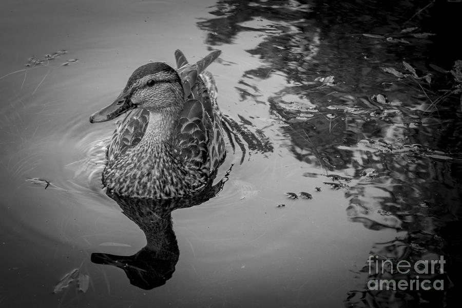 Duck Photograph - Unruffled by David Rucker