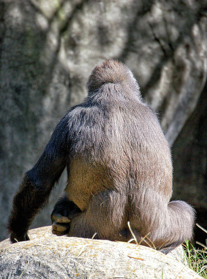 Unsociable Ape Photograph by Kathleen K Parker