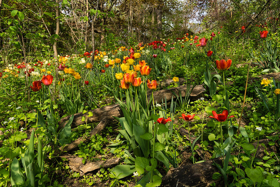 Untamed Tulip Garden - Enjoying the Beauty of Spring Photograph by Georgia Mizuleva