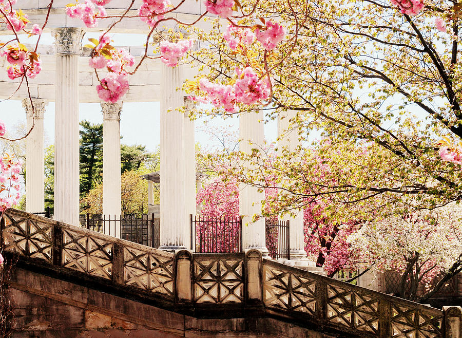 Untermyer Cherry Blossoms Photograph by Jessica Jenney