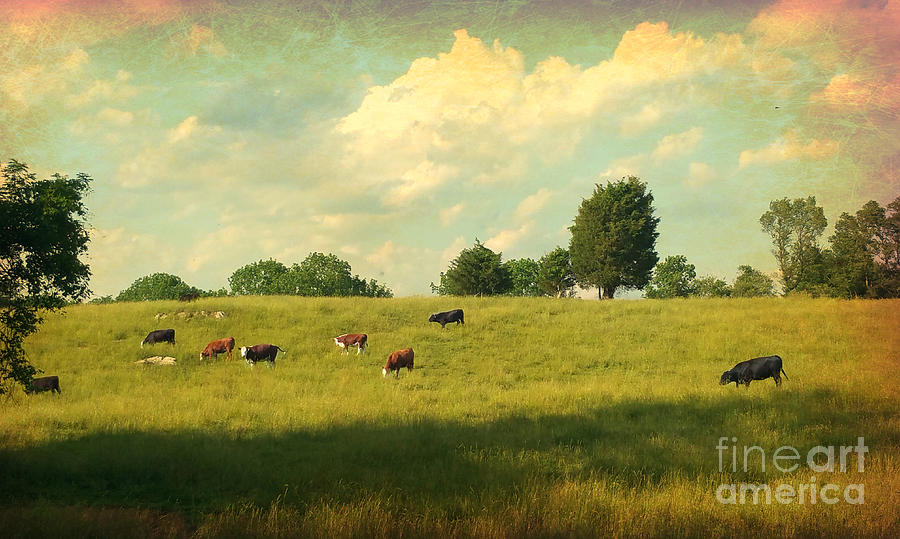Until The Cows Come Home Photograph by Beth Ferris Sale