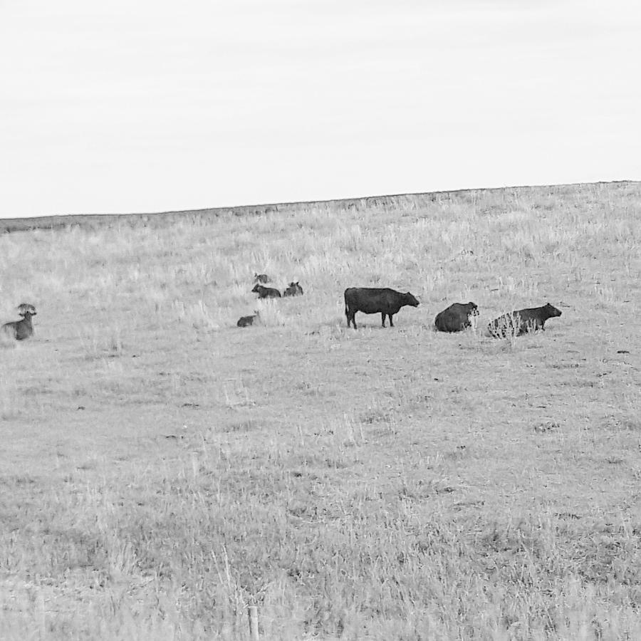 South Dakota Bovine Photograph by Alyssa Knapp - Fine Art America