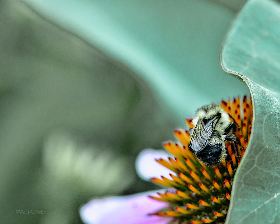 Untitled Bee One Photograph by Paul Vitko