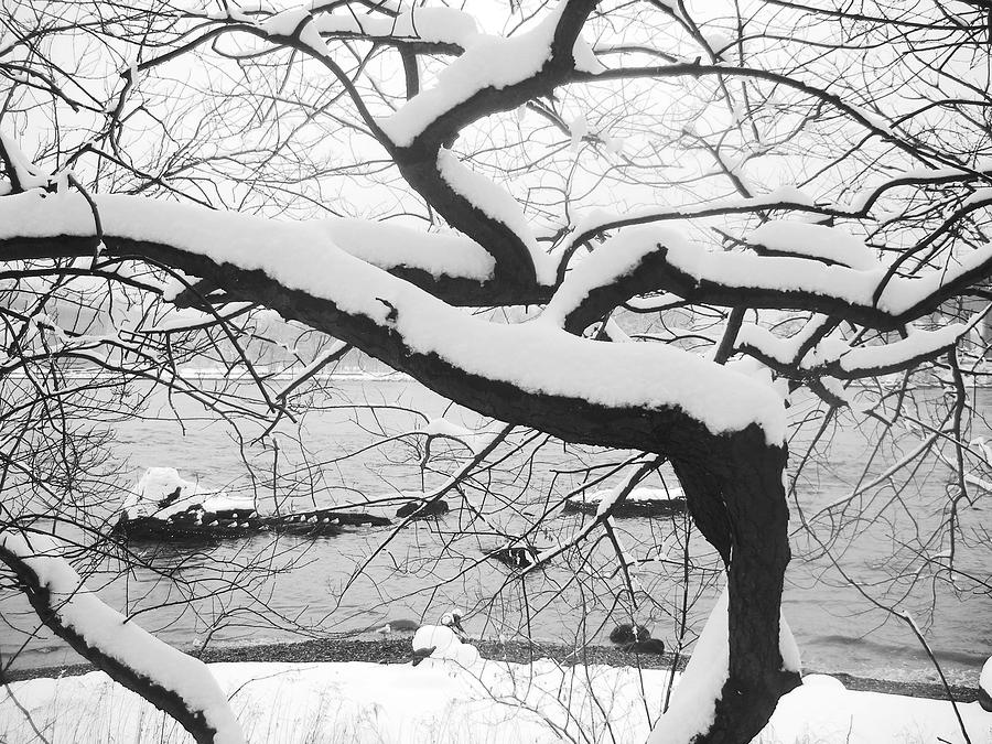 Tree Photograph - Untitled by Bernadette Claffey